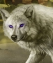 Demon Wolf