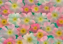 Spring Flowers