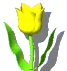 Yellow Rose
