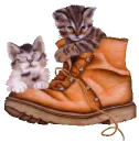 Kittens in boot