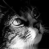 kitty