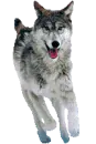 Running Wolf
