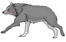 Running Wolf