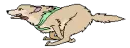 Running Wolf Tongue