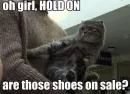kitty cat looking at shoes