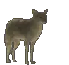 Howling Wolf