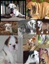 Bulldog Collage