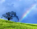 rainbow field