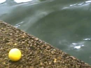 egg yolk