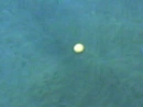 egg yolk