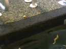 egg yolk
