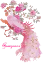 Georganne's Pink Peacock