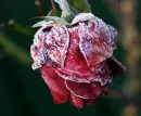rosenrot