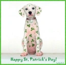 shamrock