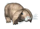 BUNNY 
