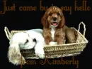 JUST CAME BY TO SAY HELLO FROM KIMBERLY