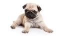 PUG
