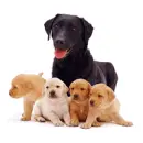 PUPPYS