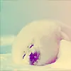baby seal