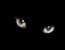 cateyes