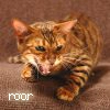 cat tiger