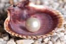 pearl in shell