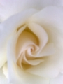 WHITE ROSE