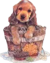 puppy in basket