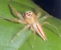 Deadly Spider