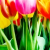 spring
