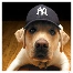 Yankee Dog