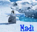 madi penguins  background