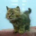 cute cat