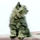 cute cat