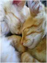 cats cuddling