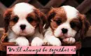 puppies