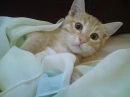 my cat