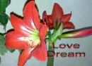 Love Dream