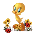 Tweety