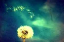 Flower , Sky
