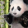 panda icon