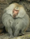 Cute monkey
