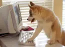 dog at computer