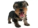 yorkie puppy