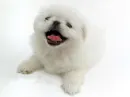 white puppy