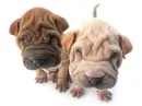 sharpei puppy