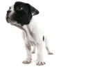 black white puppy