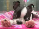 puppy