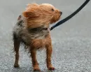 yorkie