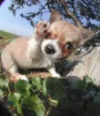 Chihuahua